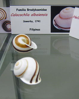 Calocochlia albaiensis