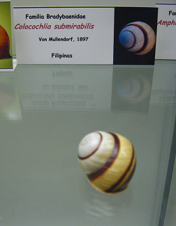 Calocochlia submirabilis (mal
                              escrito: Colocochlia submaribilis)