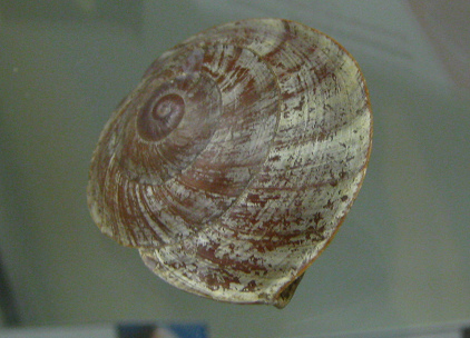 Chloraea siquijorensis, Nahaufnahme