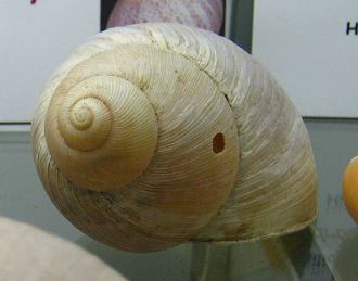 Megalobulimus sp, primer plano