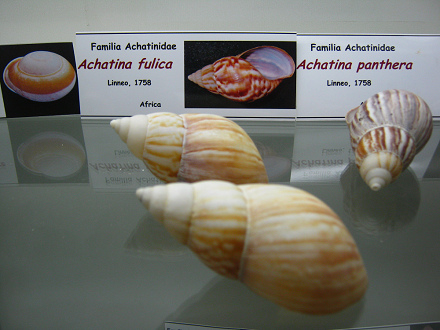 Achatina fulica