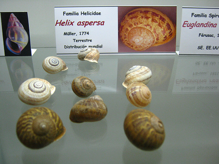 Helix aspersa