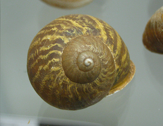 Helix aspersa, Nahaufnahme 04