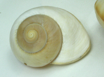 Ryssota sauli, primer plano