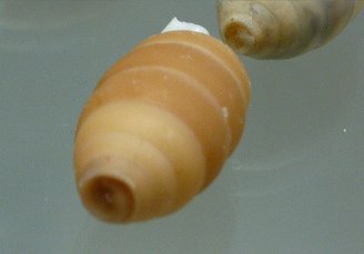 Cerion clappi, Nahaufnahme
                                      03