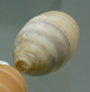 Cerion clappi, primer plano
                                      04