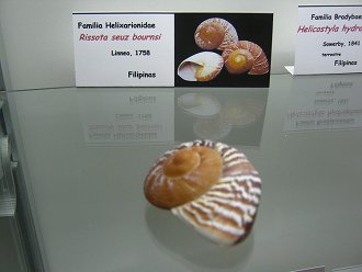 Rissota seuz bournsi