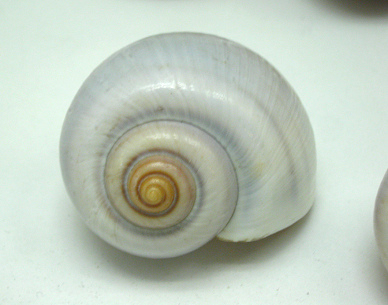 Ampullaria sp, primer plano