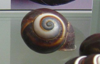 Asperitas sp, primer plano
                                      01