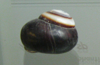 Asperitas sp, primer plano
                                      02