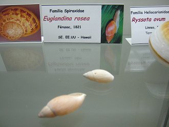 Euglandina rosea, placa