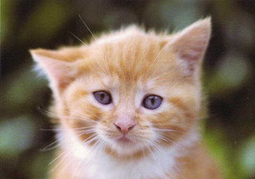 Stopp
                                  Tierversuche - z.B. an Katzen