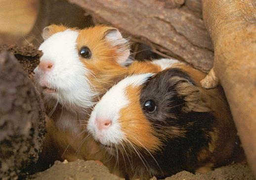 Stop
                                          Tierversuche - z.B. an
                                          Meerschweinchen