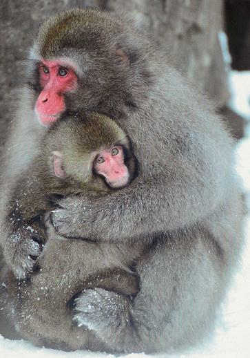 Stop animal experiments - e.g.
                  with macaques