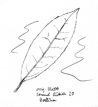 Strauch: Kirschlorbeer, Blatt