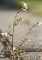 Arabidopsis
                          thaliana