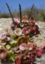 Ombligo de Venus (Umbilicus rupestris)