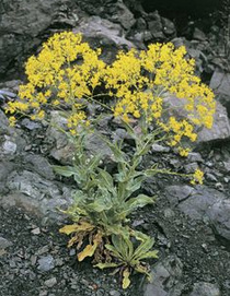 Hierba pastel (Isatis tinctoria)