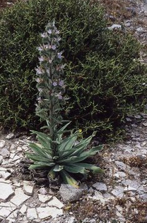 Echium italicum