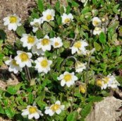 Dryas suendermannii
                            (Dryas x suendermannii)