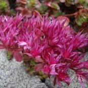 Sedo bastardo (Sedum spurium)