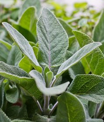 Salvia
