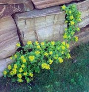 Capo blanco (Sedum spatulifolium)
