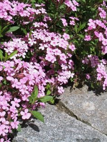 Saponaria
                          ocymoides