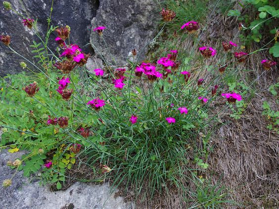 Clavel cartujo (Dianthus carthusianorum)
