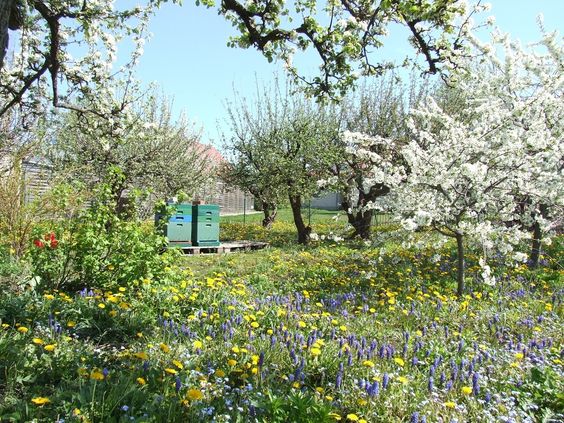 prado de �rboles
                de fruta