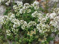 Uva de
                        gato (Sedum album)