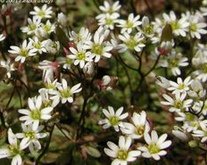 Draba
                        verna, Erophila verna