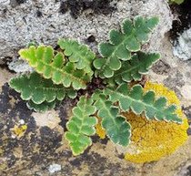 Doradilla (Asplenium ceterach)