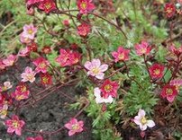 Saxifraga rosacea (Saxifraga
                          decipiens)
