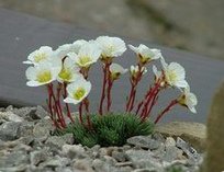 Saxifraga
                        burseriana