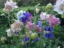 Aquilegias / colombinas, en
                        diferentes colores