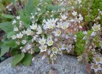 Acaena
                          caesiiglauca