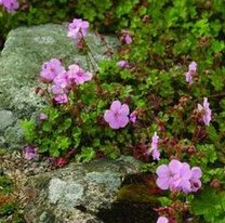 Geranium
                            dalmaticum