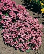 Arabide (Arabis caucasica)