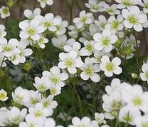 Saxifraga x
                        arendsii
