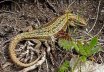 Lagartija viv�para (Lacerta vivipara)