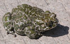 sapo verde
              (Bufotes viridis)
