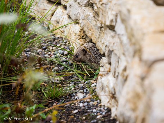 un erizo en un muro seco -
                            foto de V. Foertsch