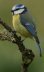 Herrerillo com�n
                      (Cyanistes caeruleus, Syn.: Parus caeruleus)