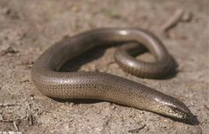 Luci�n (Anguis
              fragilis)
