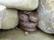culebra lisa europea
              (Coronella austriaca) en un hueco de un muro seco