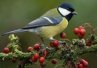 Carbonero com�n (Parus major)