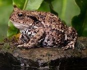 sapo com�n (Bufo
              bufo)