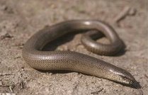 Luci�n (Anguis
              fragilis)