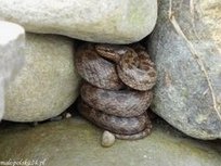 culebra lisa europea (Coronella
              austriaca) en un muro de piedra seca